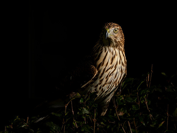 Hawk, backyard-4
