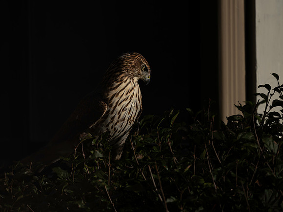 Hawk, backyard-6