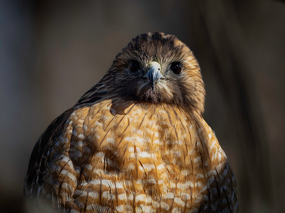 Hawk-12