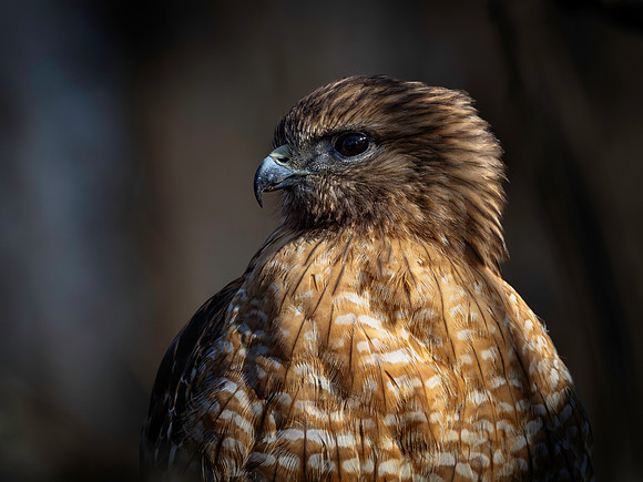 Hawk-8