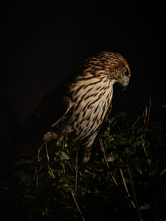 Hawk-5