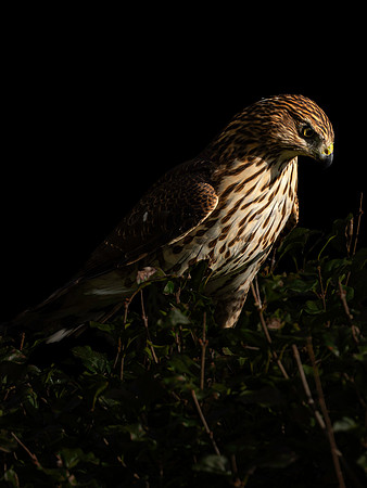 Hawk portraits-5