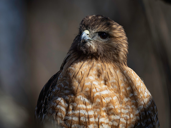 Hawk portraits