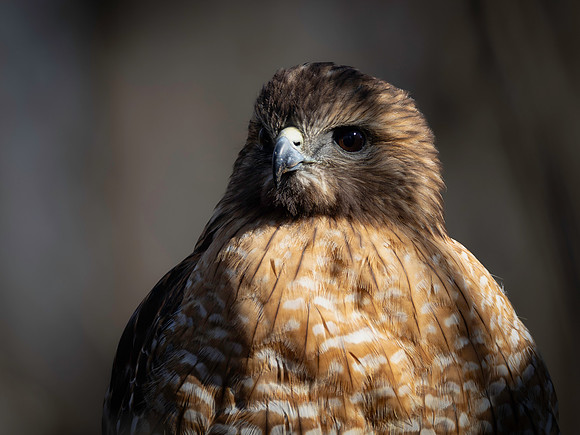Hawk portraits-2