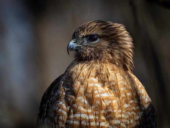 Hawk portraits-4