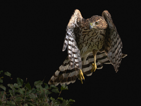 Hawk flight