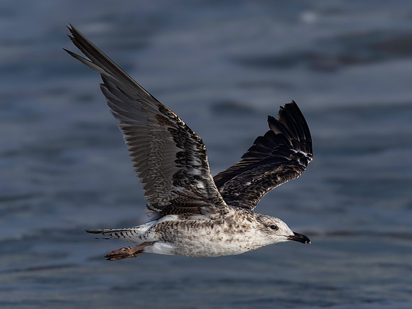 Gull, Herring, Cape May-7