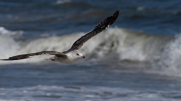 Gull, Herring, Cape May-6