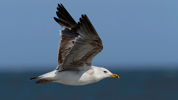 Gull, Herring, Cape May-5