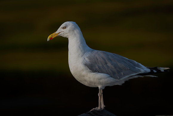Gull, Herring, Cape May-4