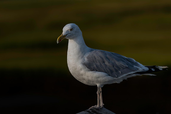Gull, Herring, Cape May-3
