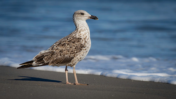 Gull, Great Black-Backed, Cape May