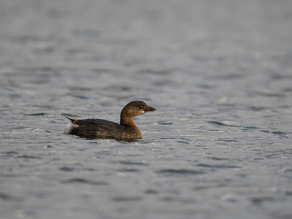 Grebe, Pie-billed-2
