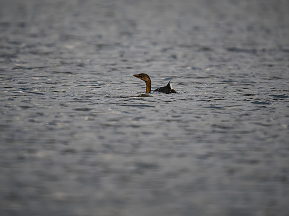 Grebe, Pie-billed-1