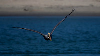 Brown Pelican