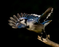 Blue Jays-2