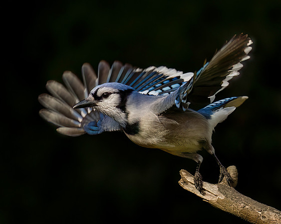 Blue Jays-2