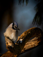 Blue Jay-4
