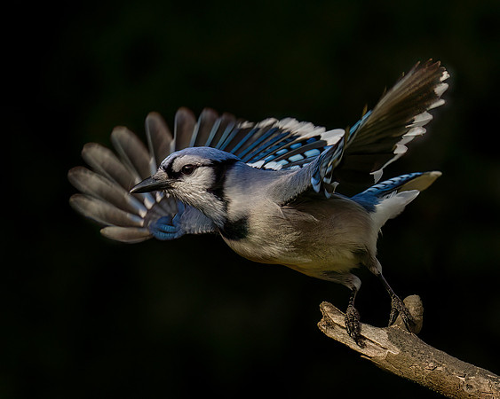 Blue Jay-2