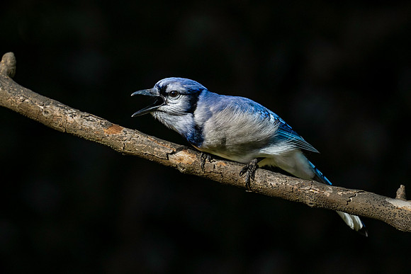 Blue Jay-3