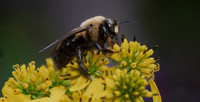 Bee, Bumble