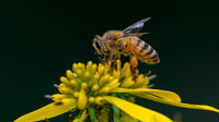 Bee, Honey
