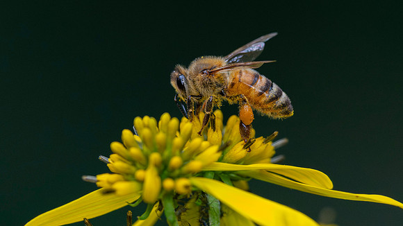 Bee, Honey