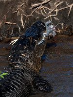 Alligator eating bird, Gatorland, FL