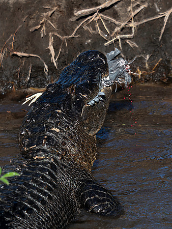 Alligator eating bird, Gatorland, FL