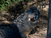 Alligator eating bird, Gatorland, FL