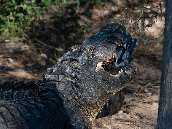 Alligator eating bird, Gatorland, FL