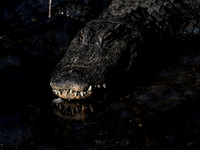 Alligator with feather, Gatorland, FL