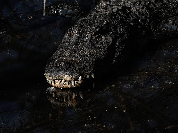 Alligator with feather, Gatorland, FL