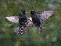 Starlings OM-1, Leica Lumix 200mm f2.8, is 2500, f3.5. 1/3200