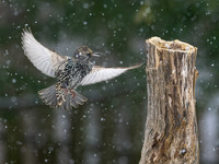 Starling OM-1, Leica Lumix 200mm f2.8, iso 2500 f3.5, 1:3200 -2