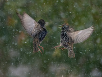 Starling OM-1, Leica Lumix 200mm f2.8, iso 2500 f3.5 1:3200 -1