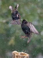 Starling OM-1, Leica Lumix 200mm f2.8, iso 2500 f3.5, 1:3200 -7