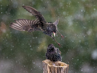 Starling OM-1, Leica Lumix 200mm f2.8, iso 2500 f3.5, 1:3200 -4
