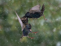 Starling OM-1, Leica Lumix 200mm f2.8, iso 2500 f3.5, 1:3200 -6