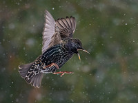 Starling OM-1, Leica Lumix 200mm f2.8, iso 2500 f3.5, 1:3200 -8