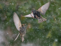 Starling OM-1, Leica Lumix 200mm f2.8, iso 2500 f3.5, 1:3200 -3