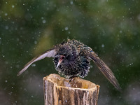 Starling OM-1, Leica Lumix 200mm f2.8, iso 2500 f3.5, 1:3200 -5