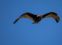 Turkey Vulture OM-1 150-400 1:1250 f6.3 ISO 400