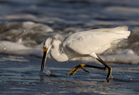 Egrets, Herons, Ibis, Bitterns