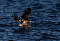 Quad City Eagle Feeding sequence Z9 Sigma 500 (9 of 15)