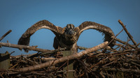 Osprey Patoka Lake