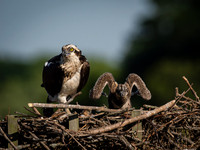 Osprey Patoka Lake