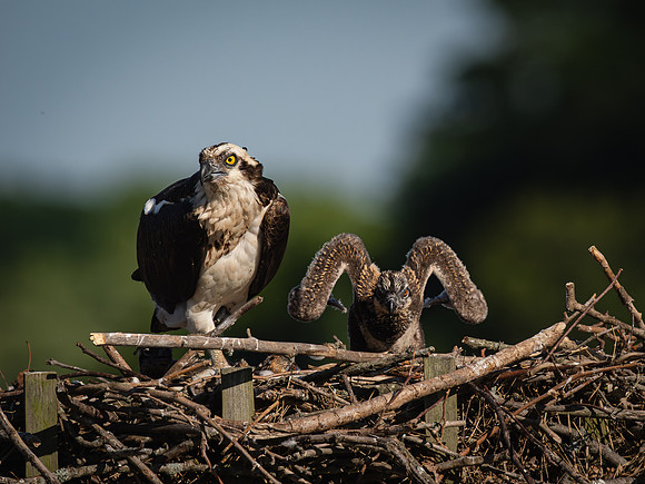 Osprey Patoka Lake