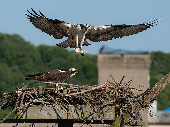 Osprey Patoka Lake