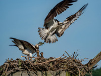 Osprey Patoka Lake
